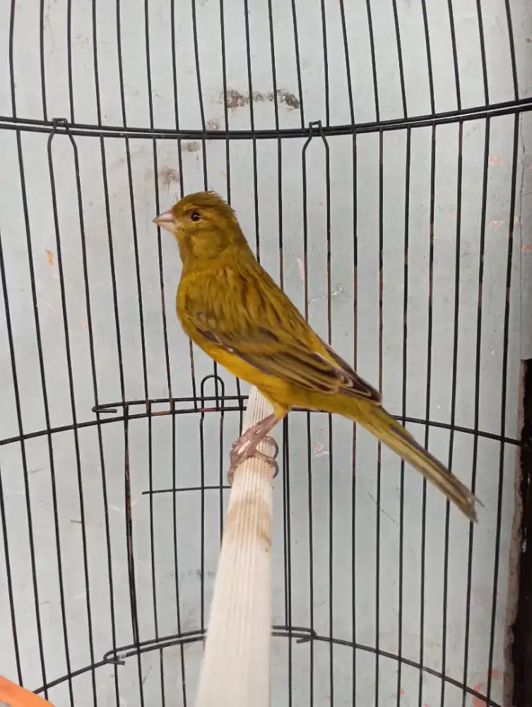 Burung kenari Gacor dor warna ijo botol polos