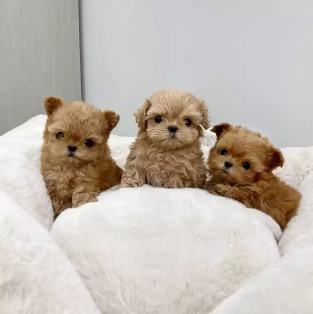 DIJUAL ANAK ANJING MAlTESE MIX POODLE
