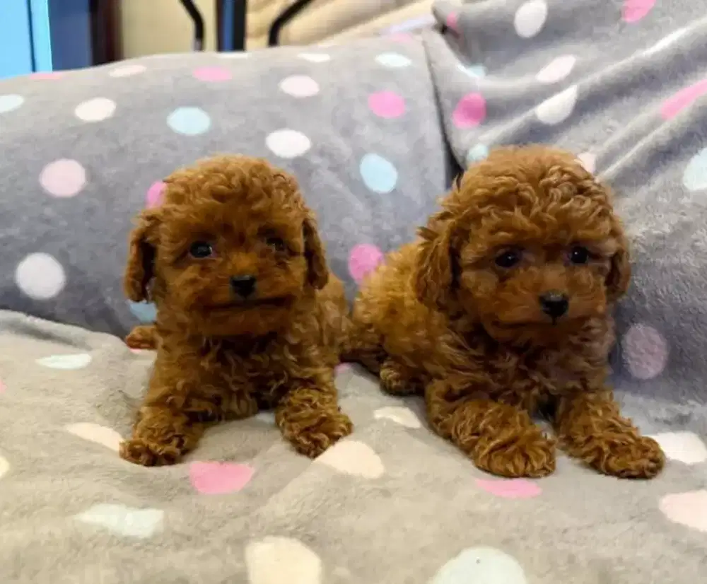 DIJUAL ANAK ANJING POODLE