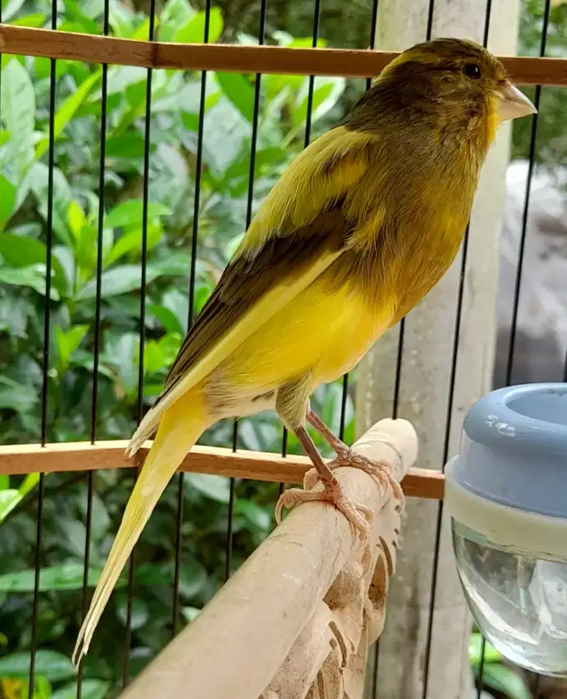 Kenari af losring lima bulanan