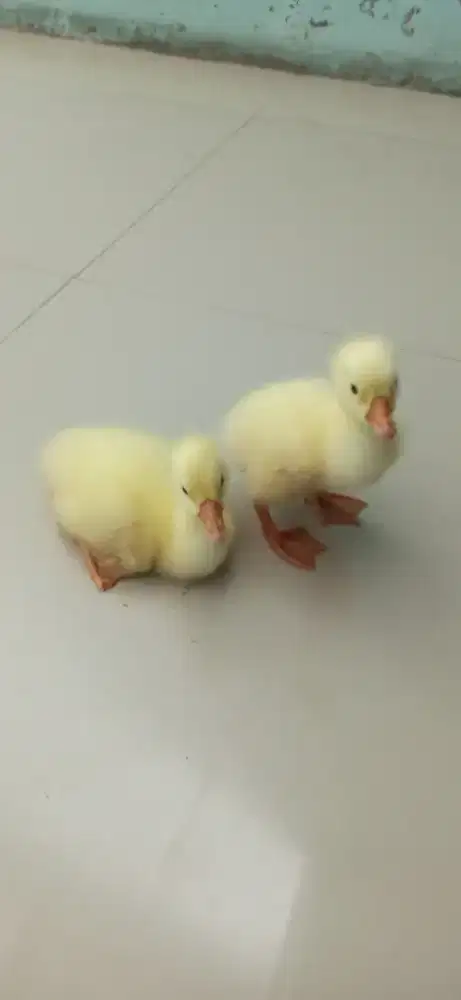 2 blengur anak angsa