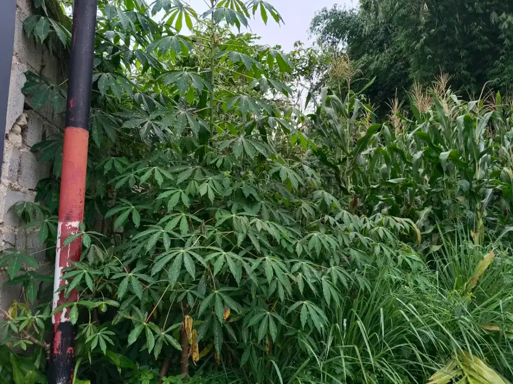 Dijual tanah untuk bisnis di Sukamulya, Cipongkor