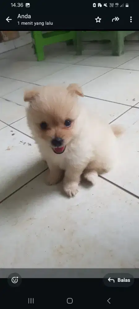JUAL BABY DOGGY