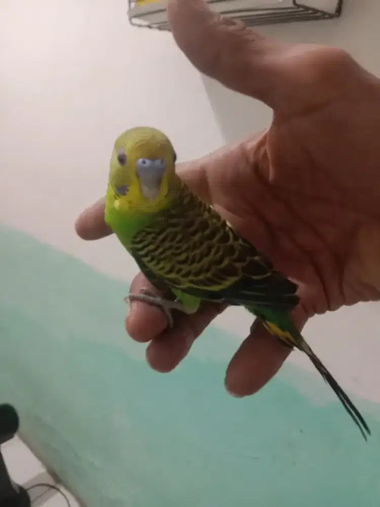 Parkit lokal hijau paud