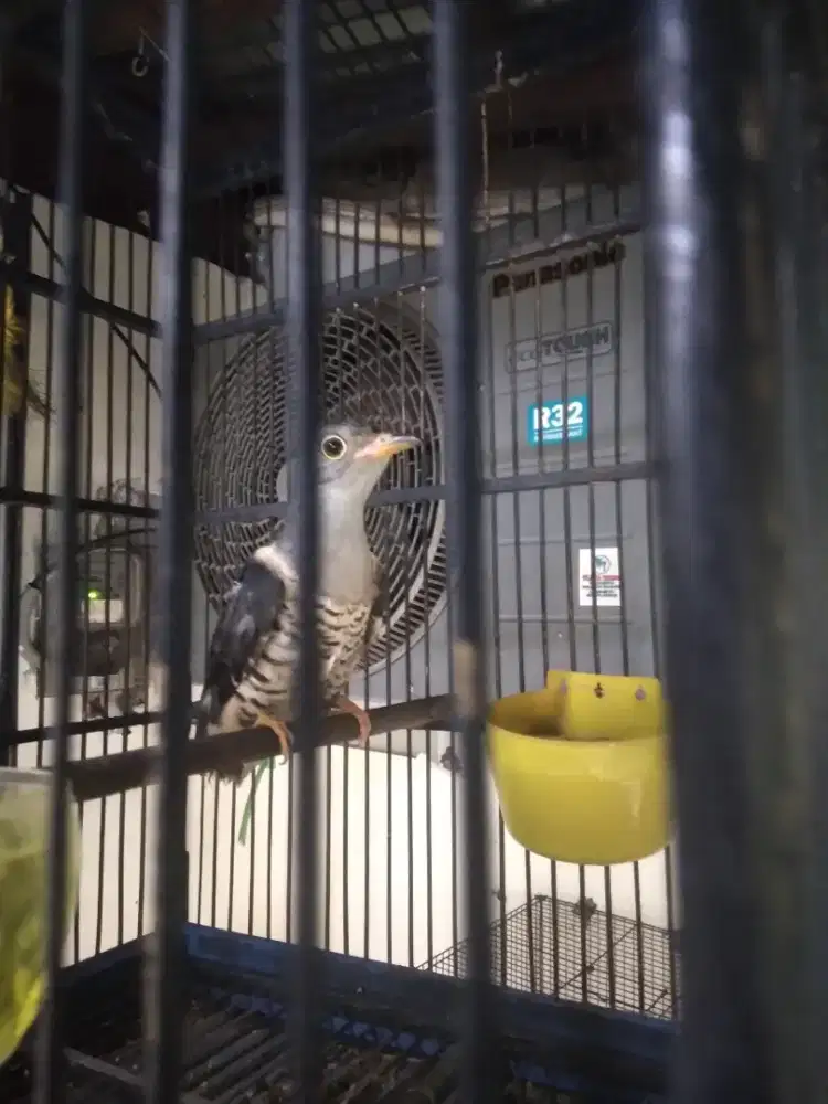 Burung kedasih africa hawk cuckoo pur total jantan sudah ga grabakan