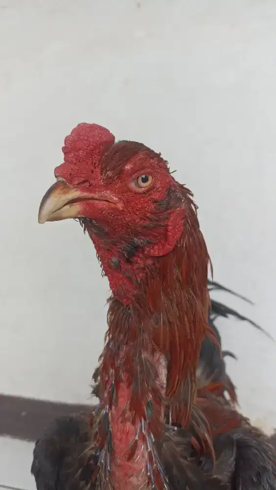 ayam bangkok klasik pacek