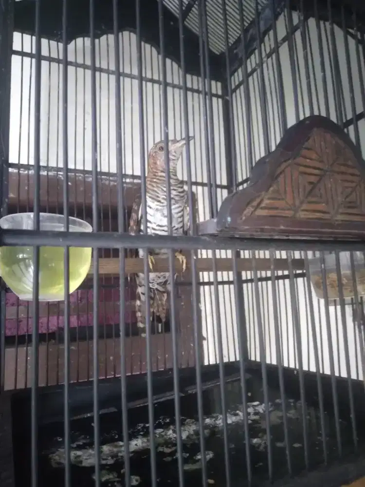 Burung kedasih lurik jantan jinak pur total rawatan