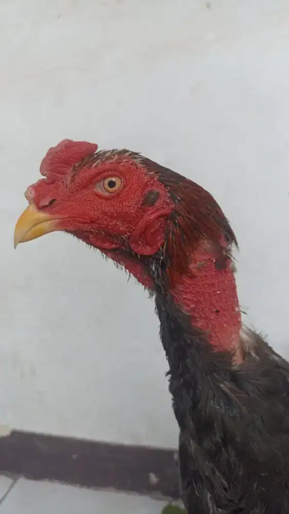 ayam muda berbakat pukul saraf