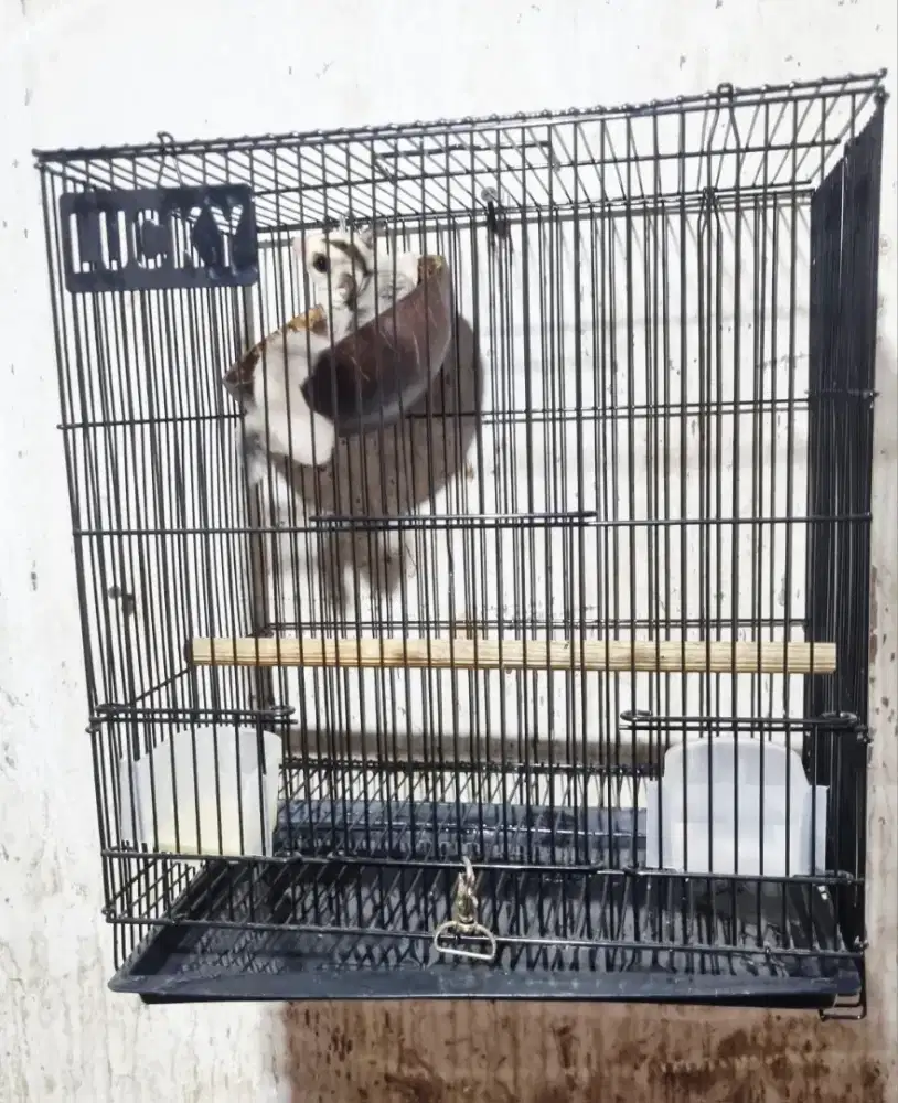Sugar Glider white face betina usia 3 bulan fullset