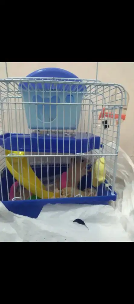 adopsi hamster gratis