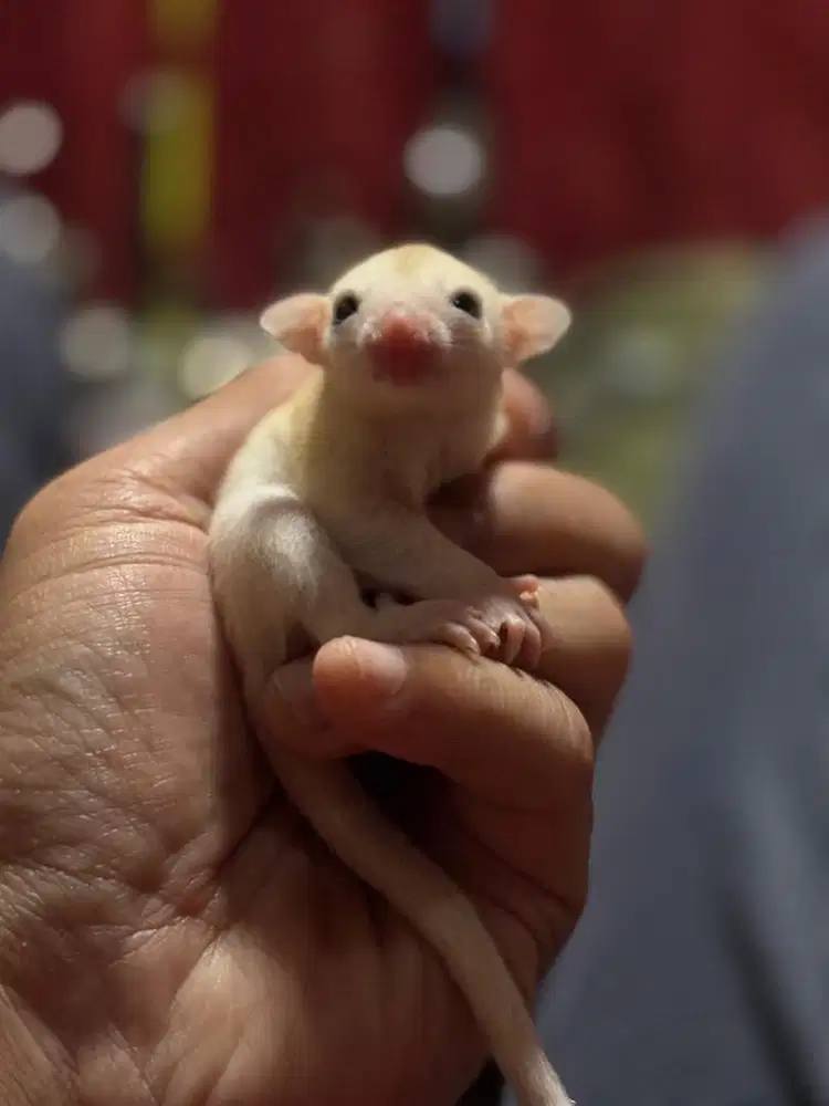 Sugar Glider Joey Leucistic Jantan