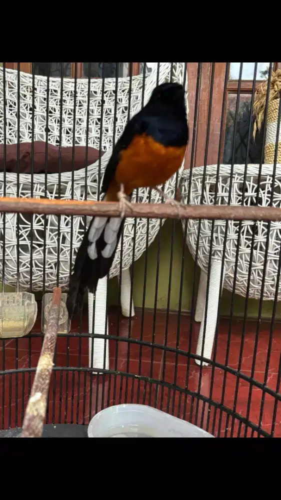 Murai Batu Non Gembung Sudah Gacor