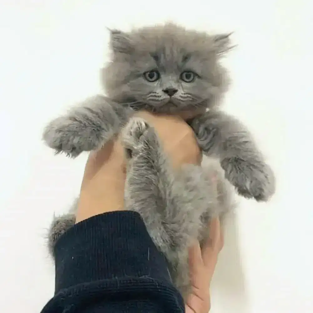 Kucing kitten British Longhair