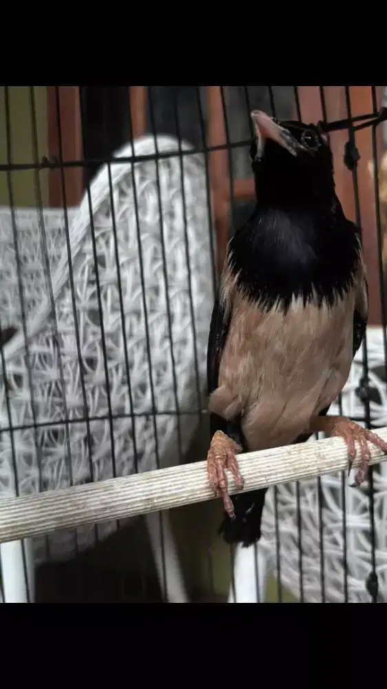 Burung Rosy Starling