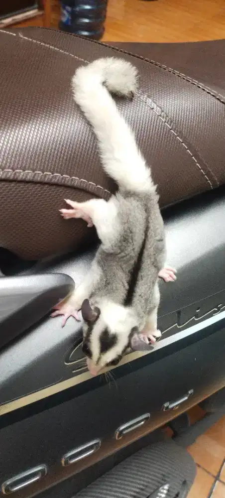 SUGAR GLIDER MOZA