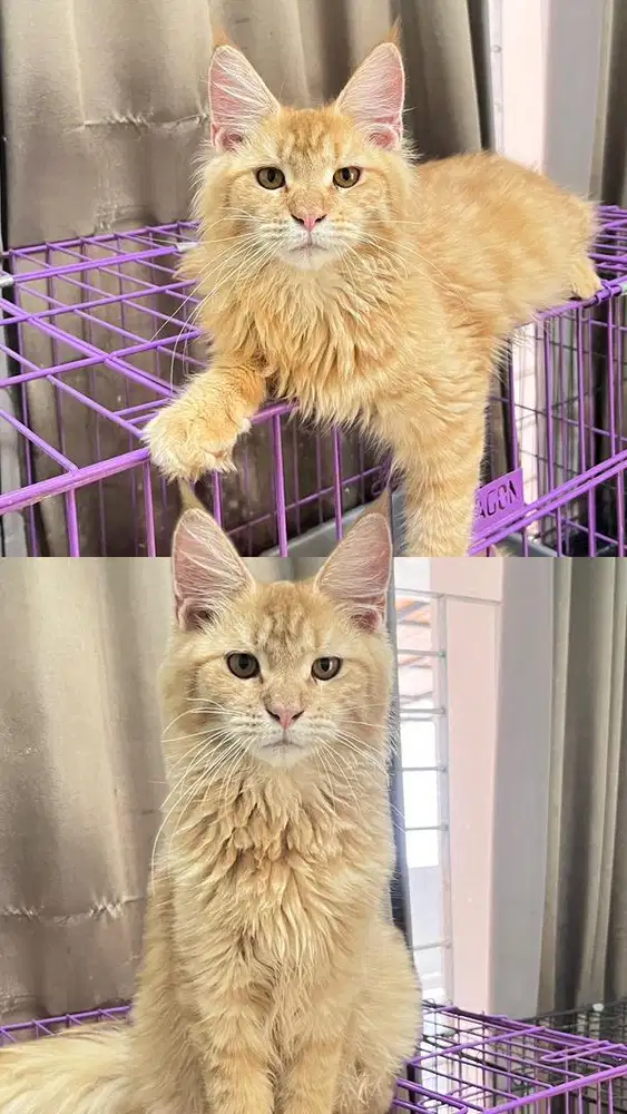 Mainecoon betina cantik