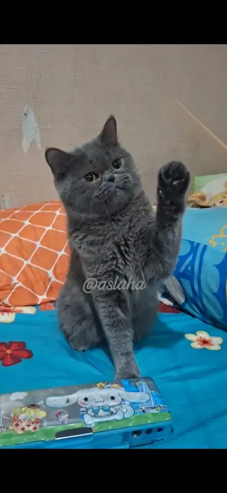 Kucing BSH /kucing british short hair /kucing  BSH betina