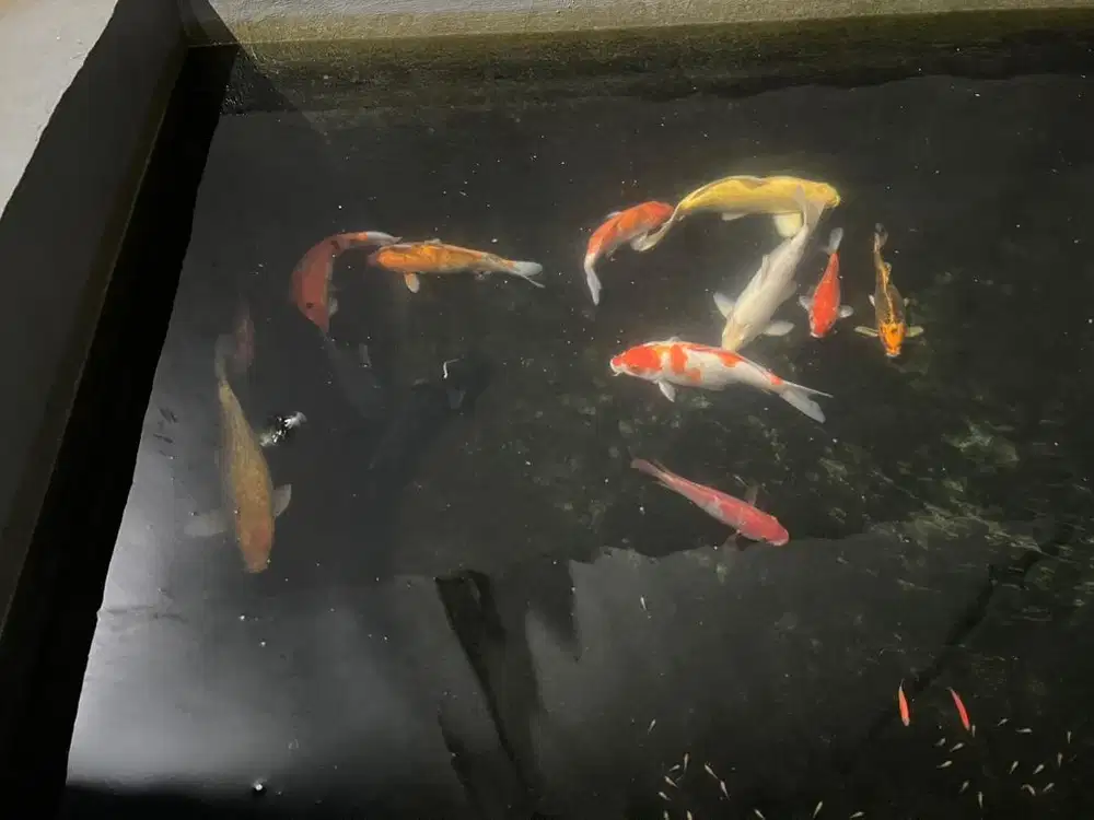 Jual murah ikan koi