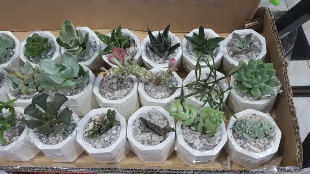 Kaktus Mini Sukulen Hidup Asli