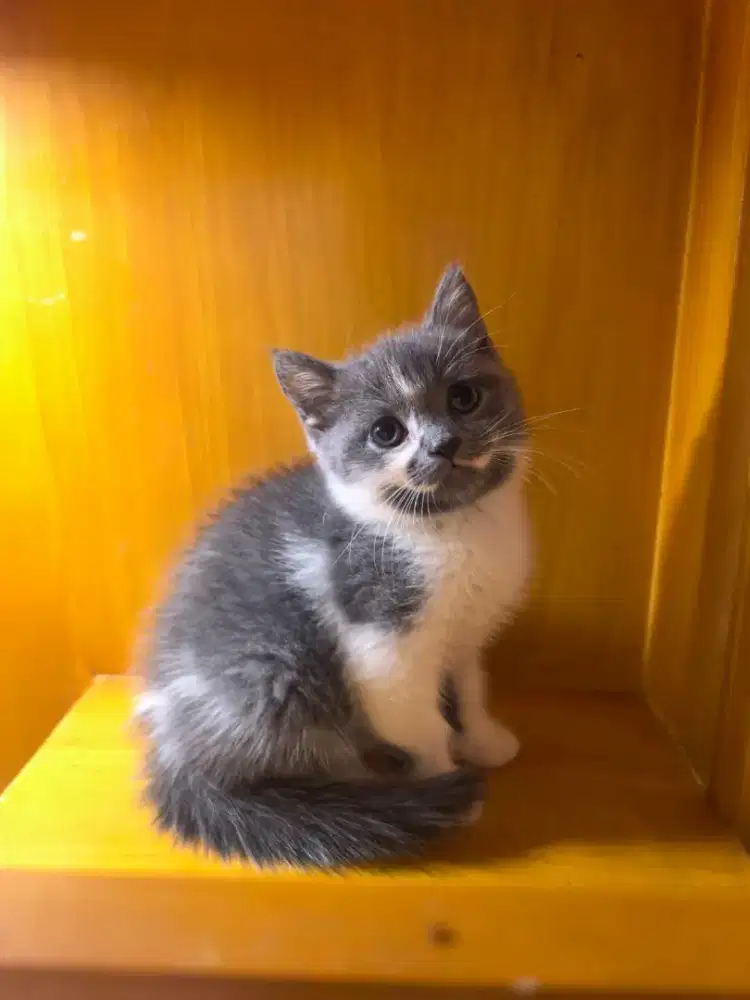 Kucing BSH British Shorthair pure Bicolor