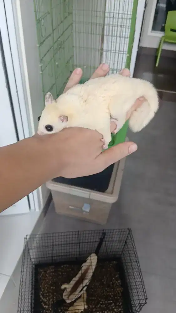 Sugar glider white mozaic