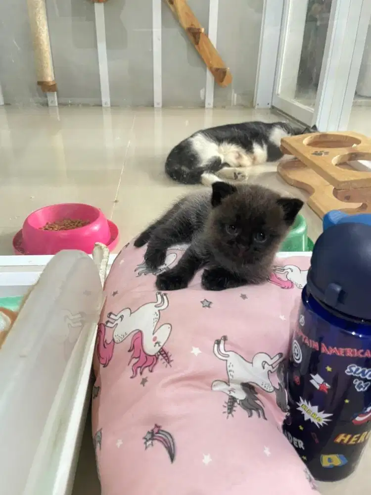 BSH mix scotish double fold