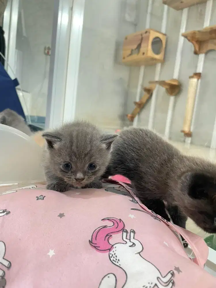 BSH mix scotish double fold