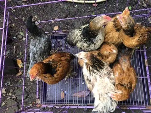 Ayam Hias Mix Bantam Cochin x Ko Shamo – Borongan