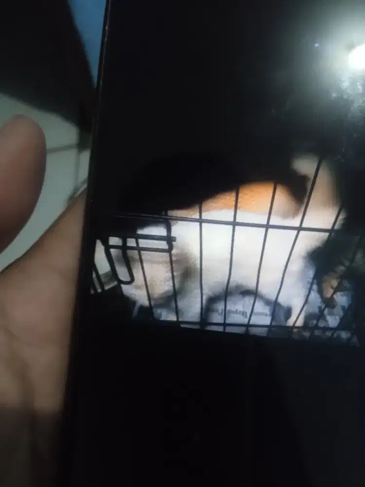 Kucing persia lucu 5 BLN ann