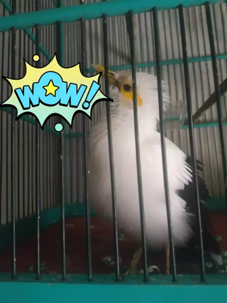 Burung gacor hitam putih bersih siap jadi satpam rumah