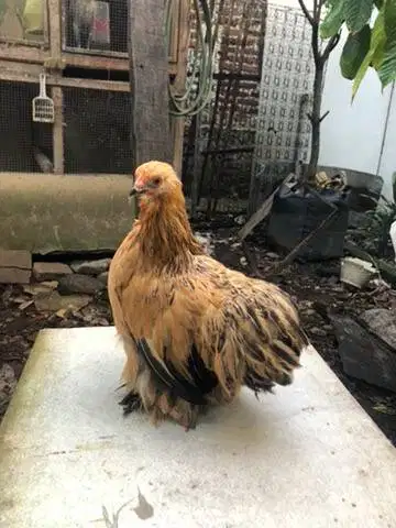Ayam Betina Bantam Cochin Asli