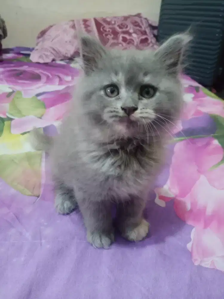 KITTEN PERSIA LONG HAIR