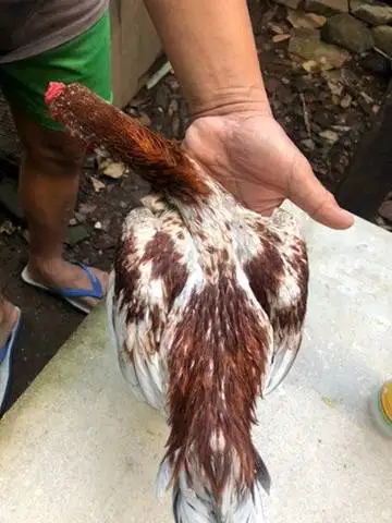 Jantan Ko Shamo Asli warna RARE Dewasa