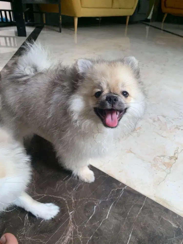 PUPPY POMCHI (Pomeranian x chihuahua)