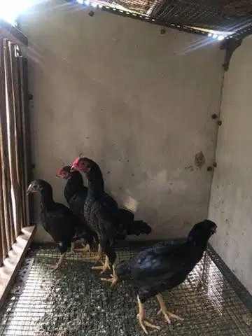 Dijual Ayam Ko Shamo Asli – 2 Pasang Remaja (Bukan Silangan)