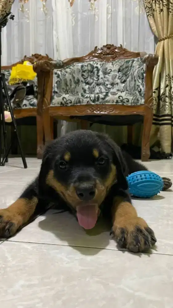 ROTTWEILLER PUPPY