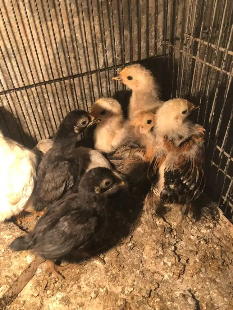 Dijual Anakan Ayam Ko Shamo Asli – Usia ±1 Minggu