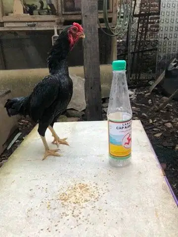 Dijual Ayam Ko Shamo Jantan Dewasa Warna Fullblack Asli