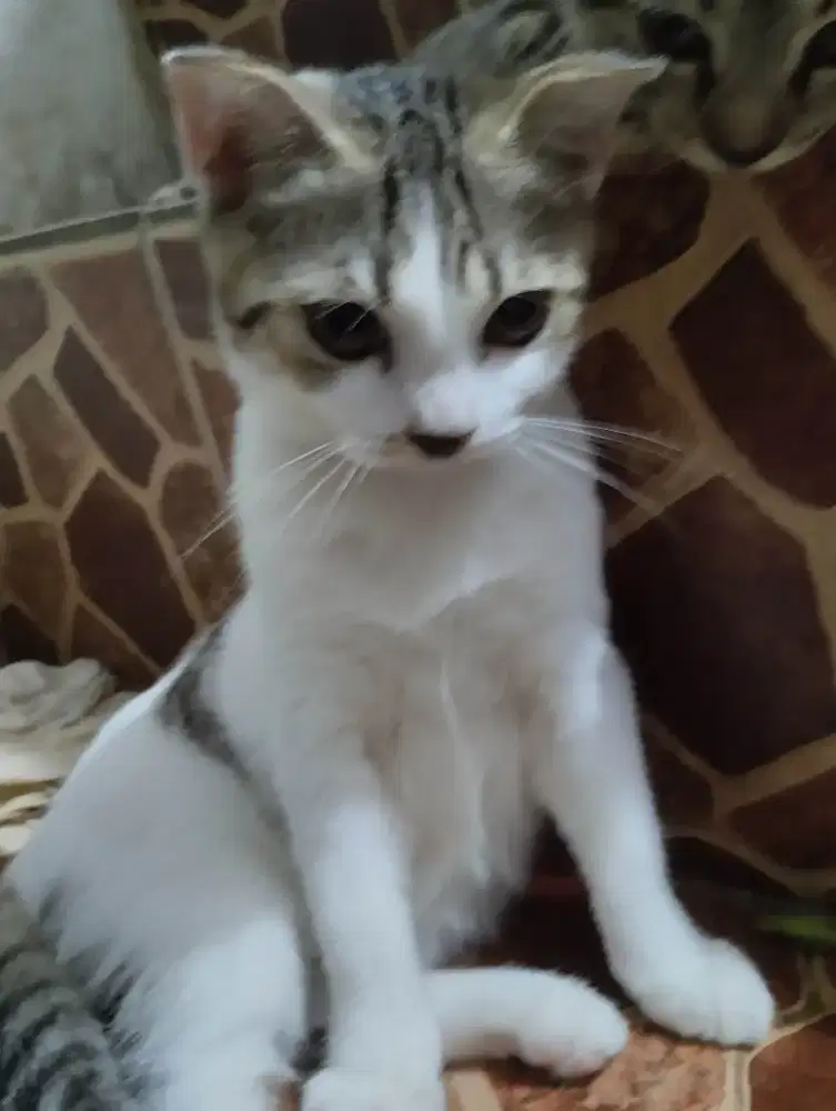 Munchkin Gaelic NS// TIDAK CEBOL