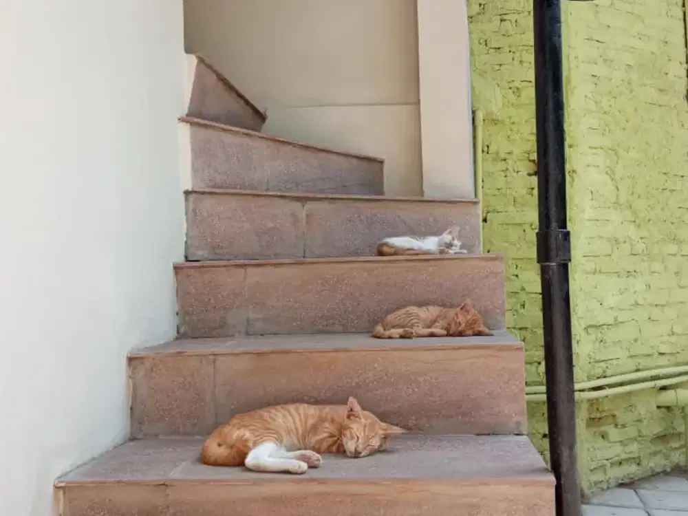 Kost Mahasiswa area Kampus Binus, Uniji, Untar, Trisakti, Ukrida