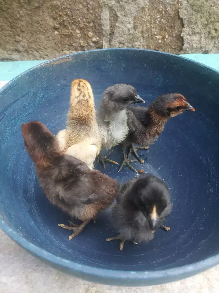 Doc Ayam Kampung Asli 5 Ekor