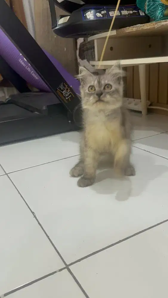 Himalaya jantan 4bln