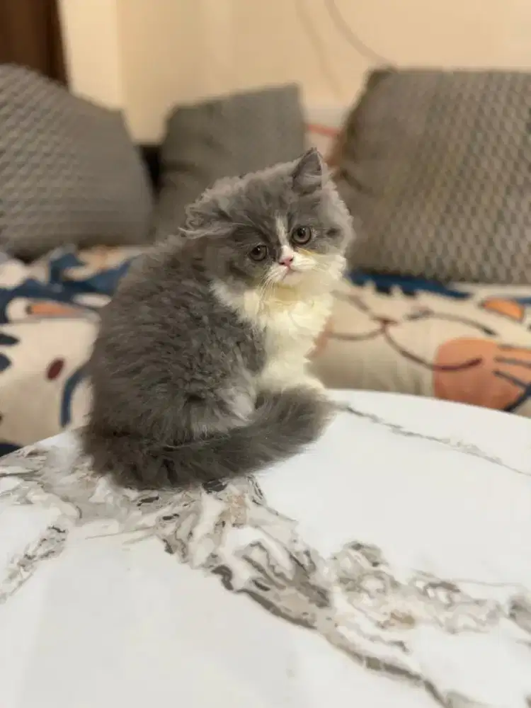 Kucing persia flatnose