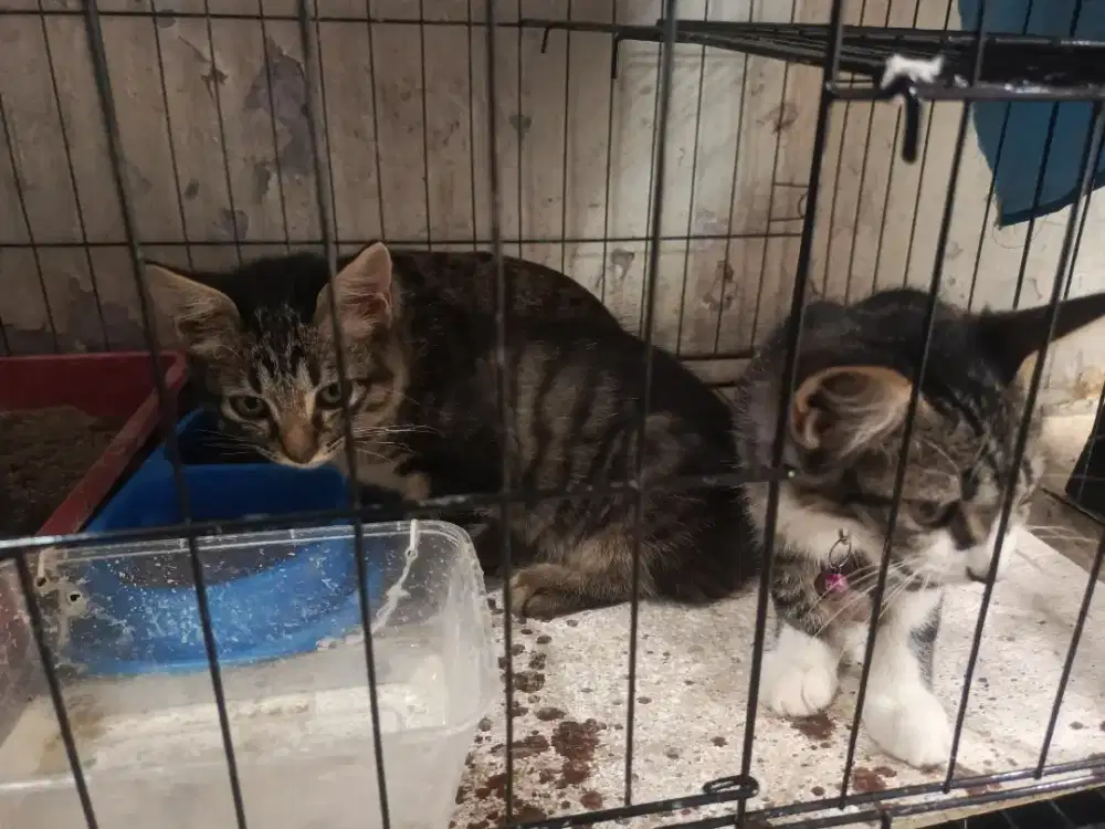 Jual kucing peliharaan blasteran persia