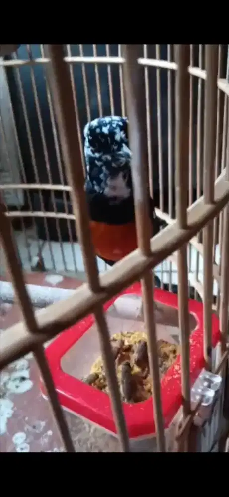 Murai jantan blorok extreme figther Gacor