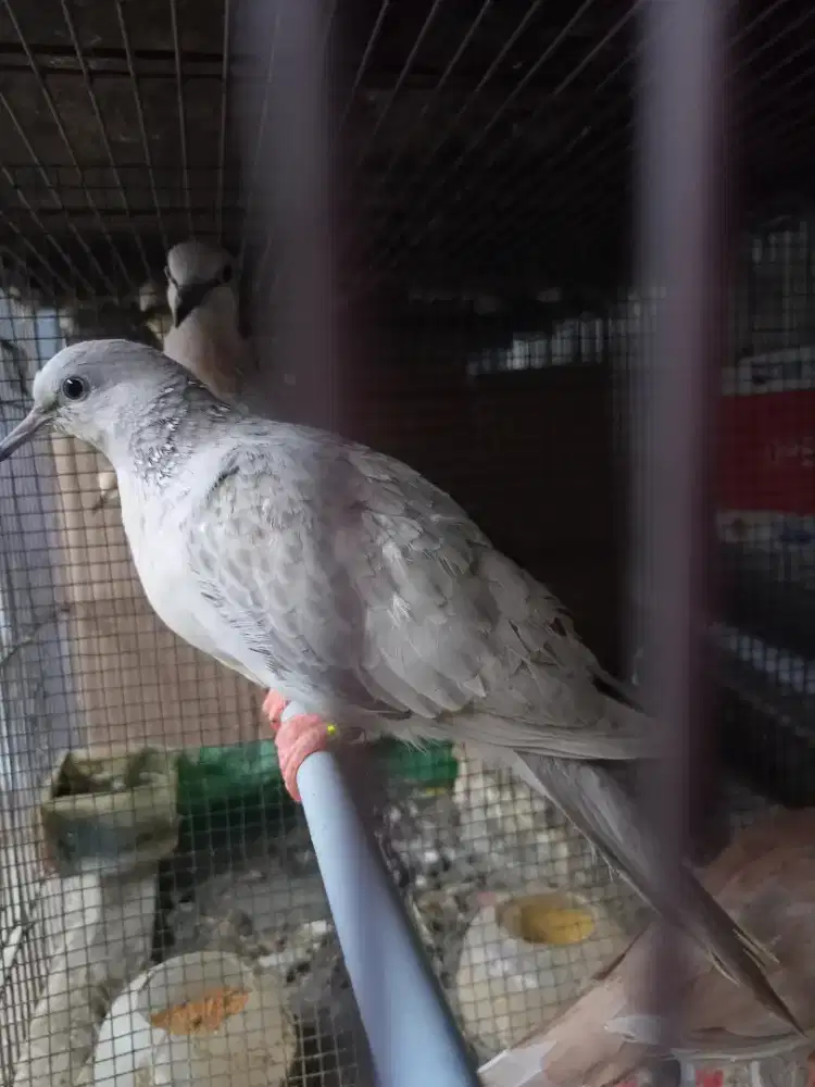 Tekukur Leopard vs silver Posible Albino