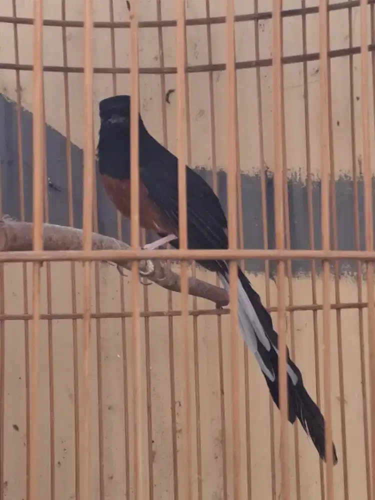 Murai Jantan ring ABS BF (Merah) original.