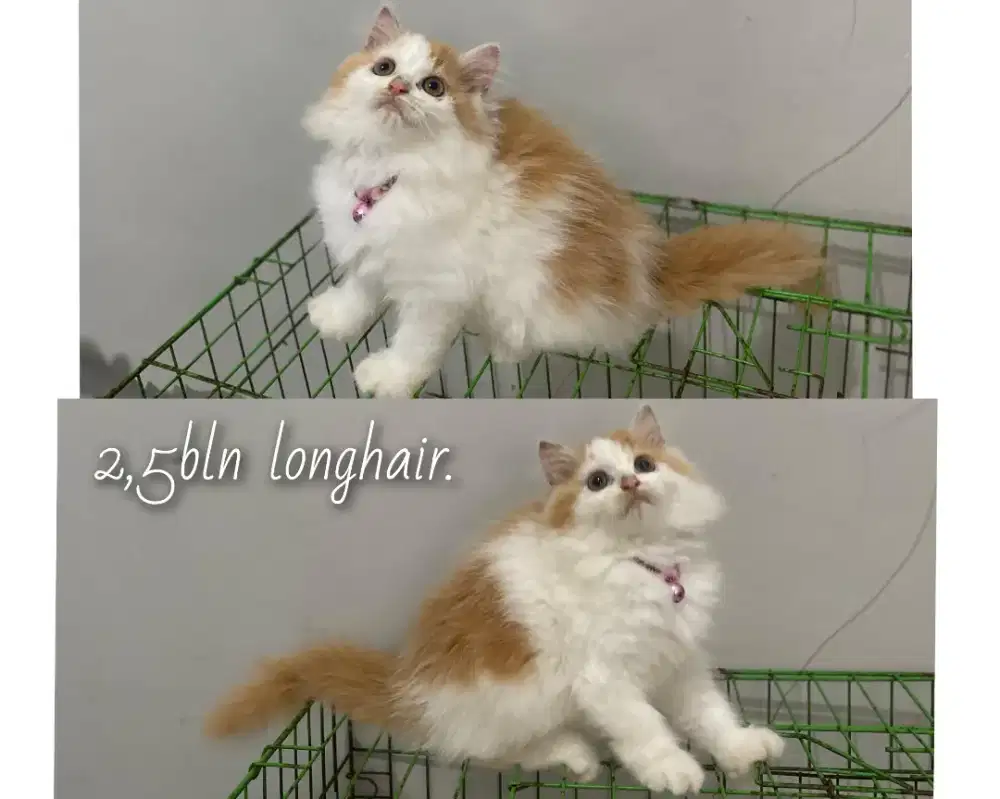 Persia kitten betina longhair gembul