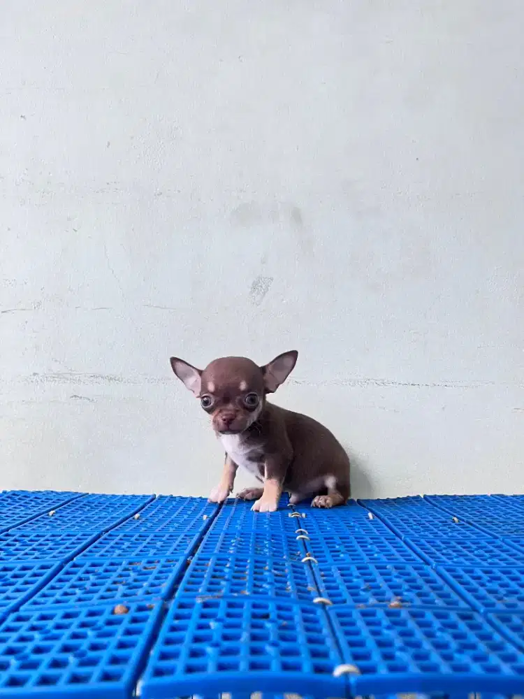 Chihuahua jantan