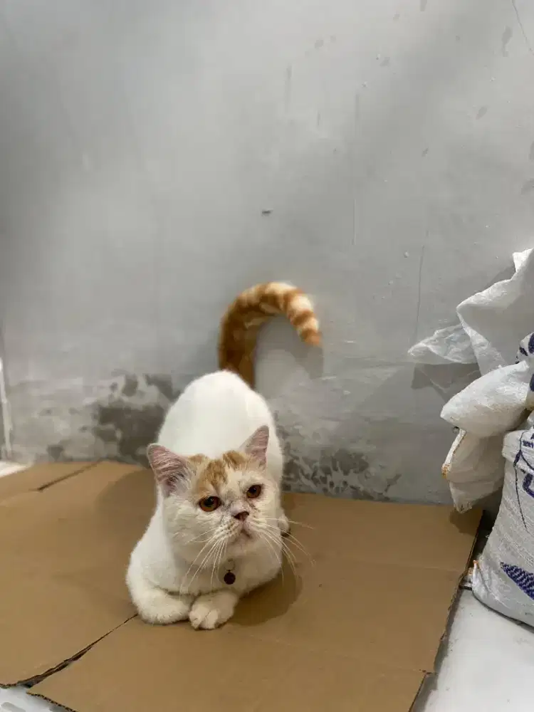 Kucing bsh mix jantan